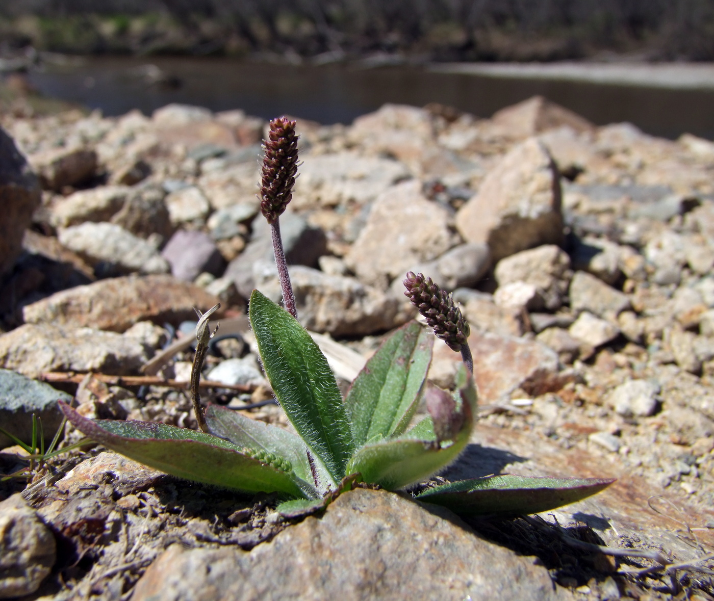 Image of Plantago camtschatica specimen.