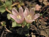 Anagallis tenella. Цветки. Нидерланды, провинция Gelderland, община Bronkhorst, окр. дер. Zelhem, участок со снятым несколько лет назад верхним слоем почвы. 10 июля 2010 г.