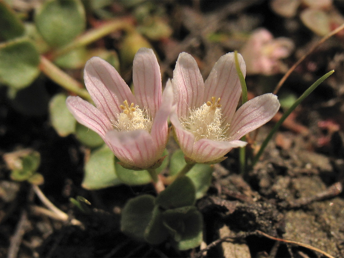 Изображение особи Anagallis tenella.