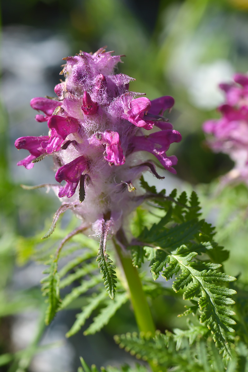 Изображение особи Pedicularis panjutinii.