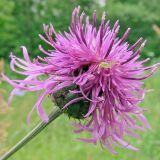 Centaurea scabiosa