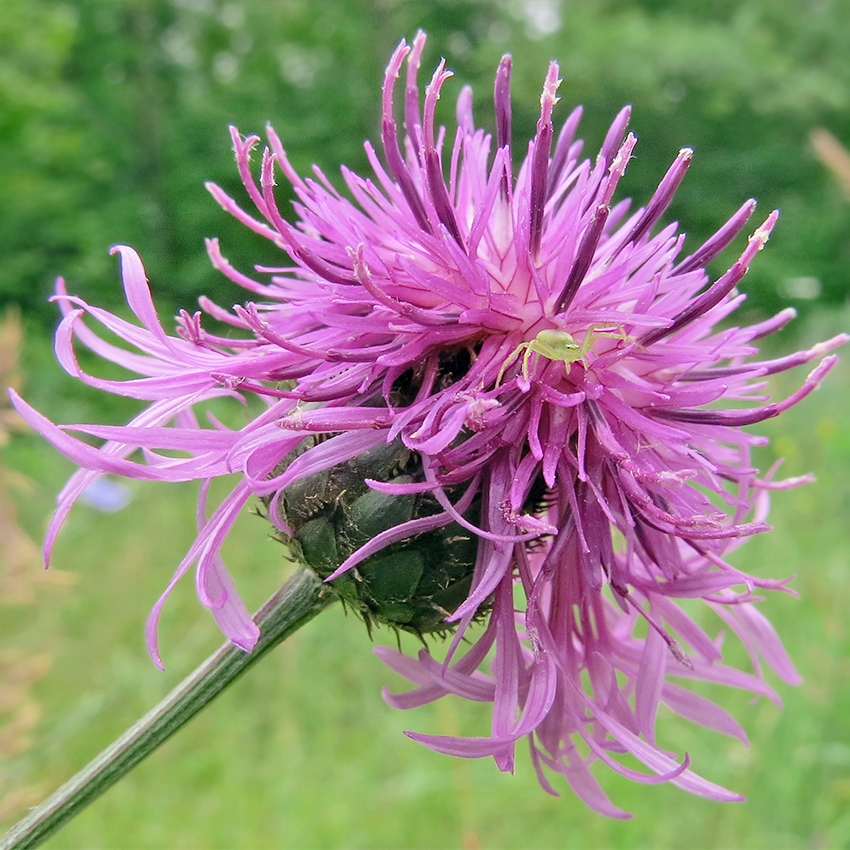 Изображение особи Centaurea scabiosa.