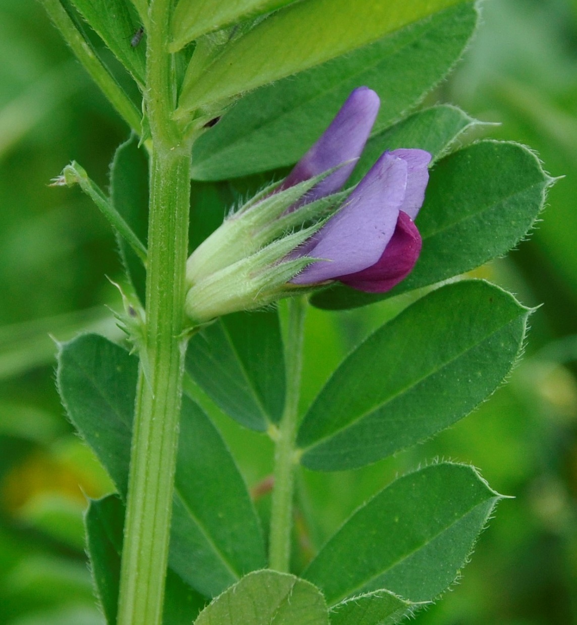 Изображение особи Vicia sativa.