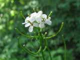 Alliaria petiolata