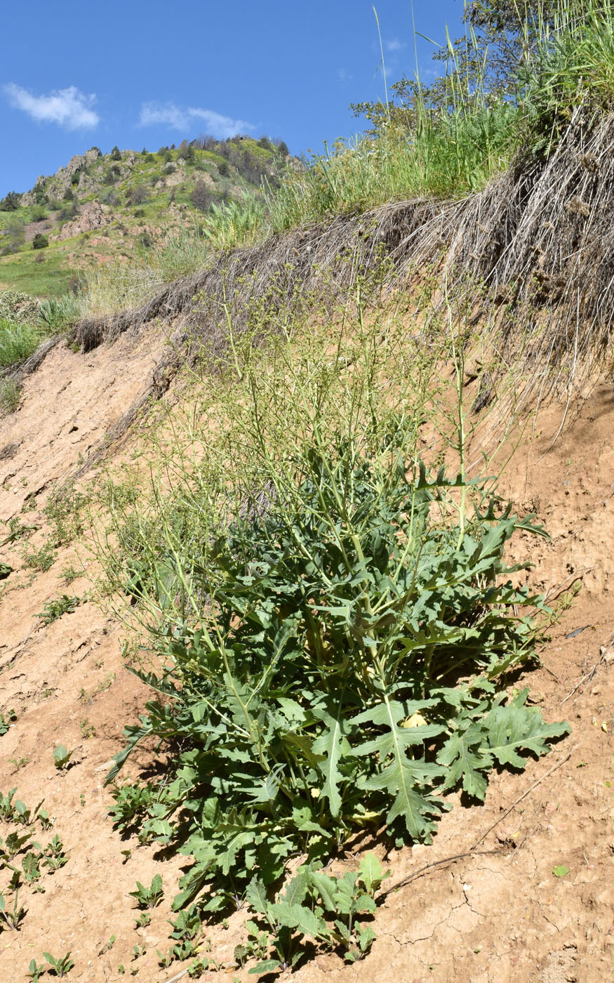 Image of Crambe orientalis specimen.