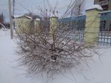 Image of taxon representative. Author is Вадим Рыбаков