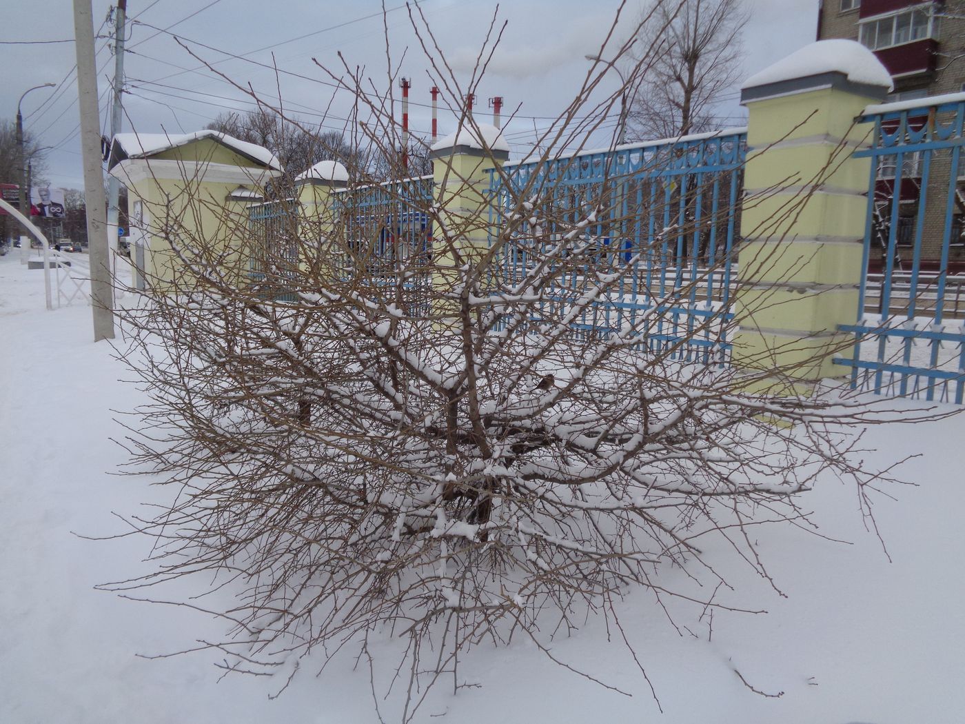 Image of genus Crataegus specimen.