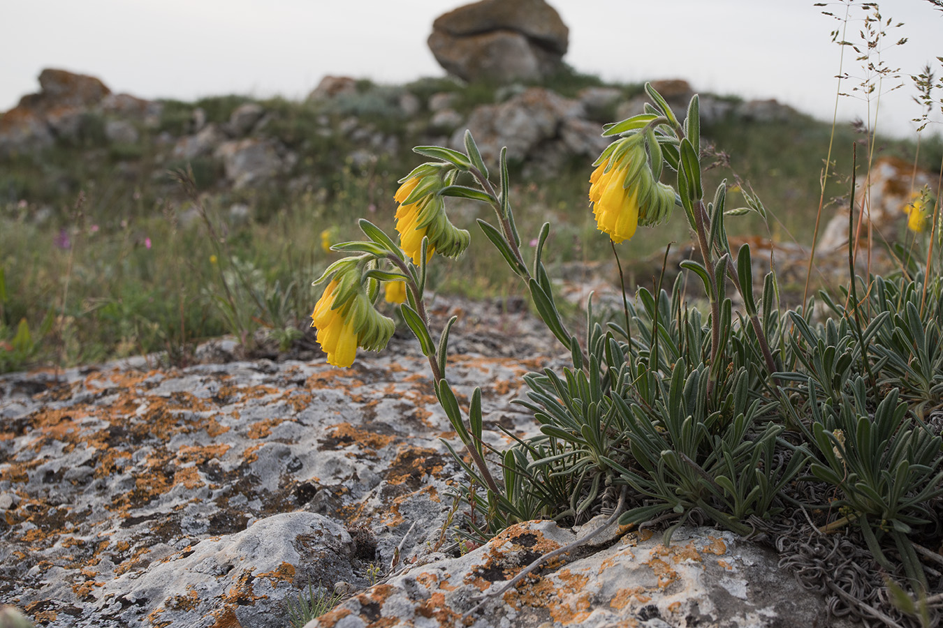 Image of Onosma taurica specimen.