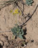 Haplophyllum ferganicum