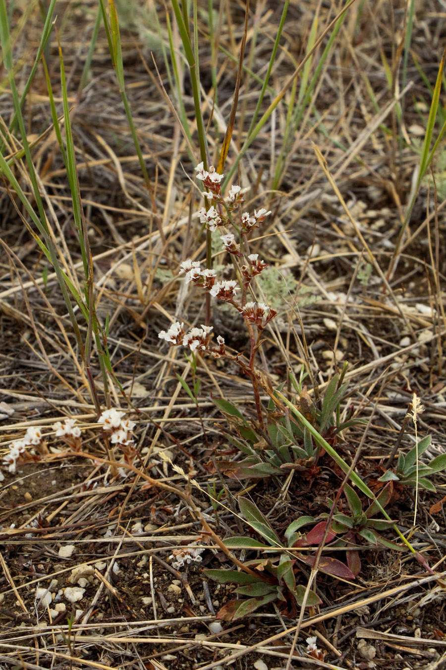 Image of Goniolimon speciosum specimen.