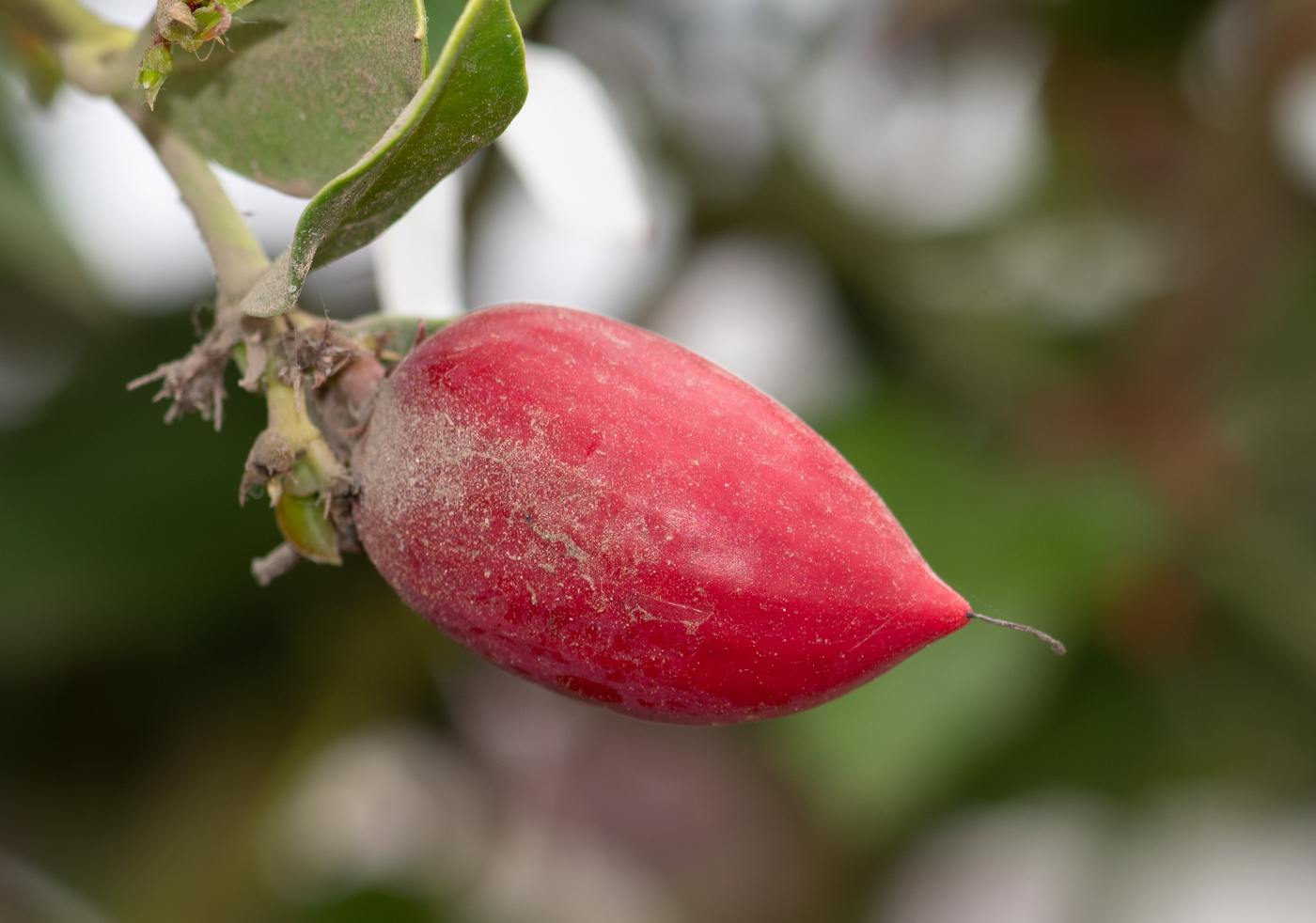 Image of Carissa macrocarpa specimen.