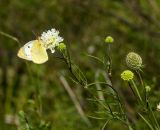 Scabiosa ochroleuca