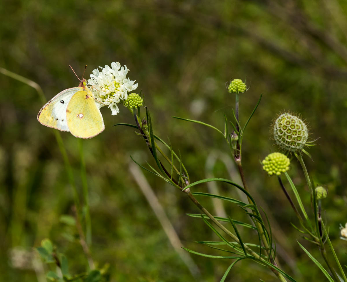 Image of Scabiosa ochroleuca specimen.