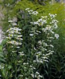 Erigeron annuus