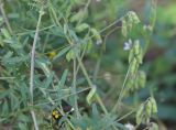 Vicia hirsuta