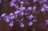 Limonium scoparium. Часть соцветия. Краснодарский край, ГО Анапа, окр. ст. Благовещенская, берег Витязевского лимана. 06.08.2019.