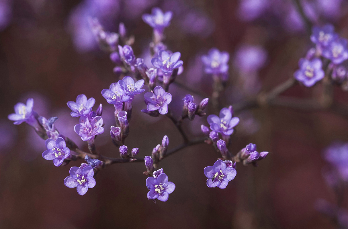 Image of Limonium scoparium specimen.