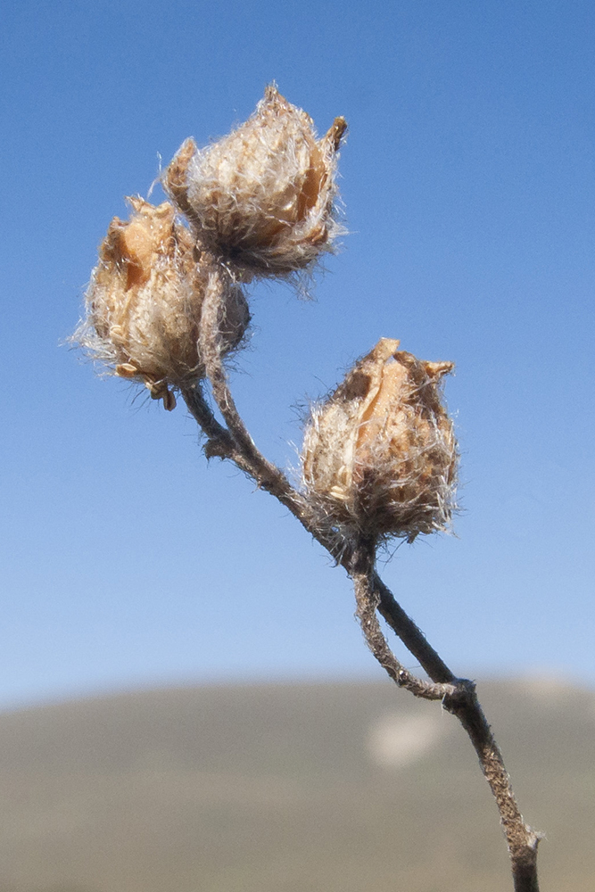 Image of Helianthemum buschii specimen.