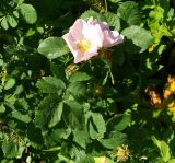 род Rosa
