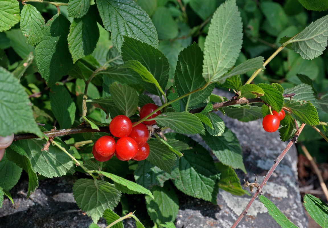 Image of Cerasus tomentosa specimen.