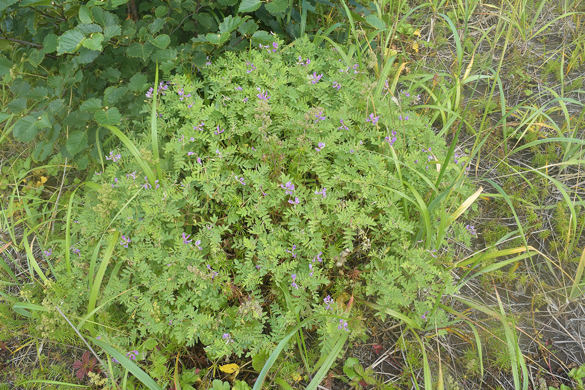 Изображение особи Astragalus japonicus.