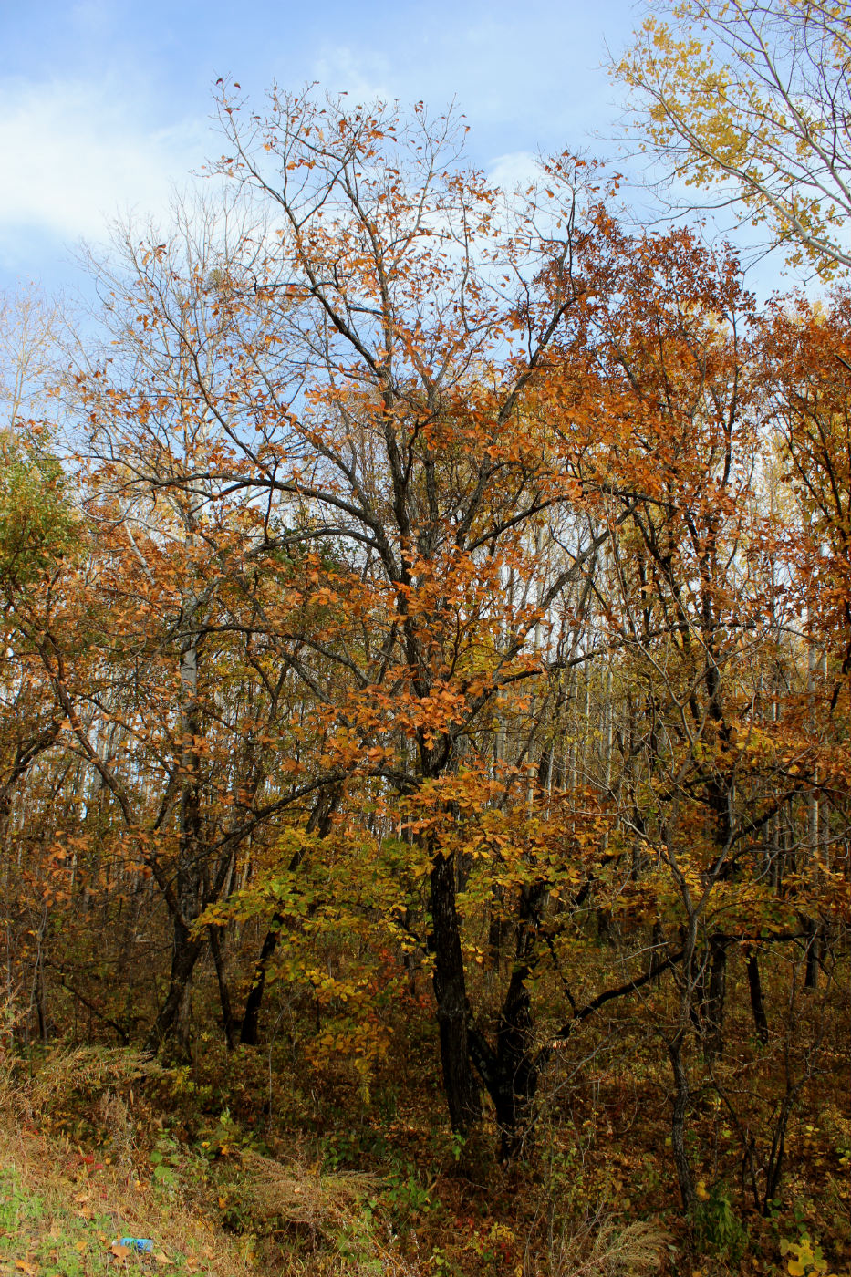 Image of Quercus mongolica specimen.