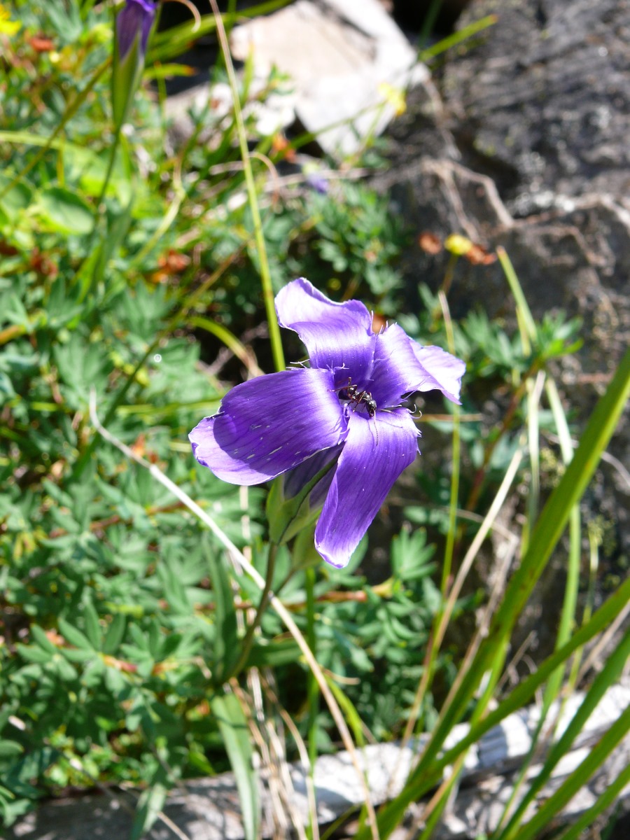 Изображение особи Gentianopsis barbata.