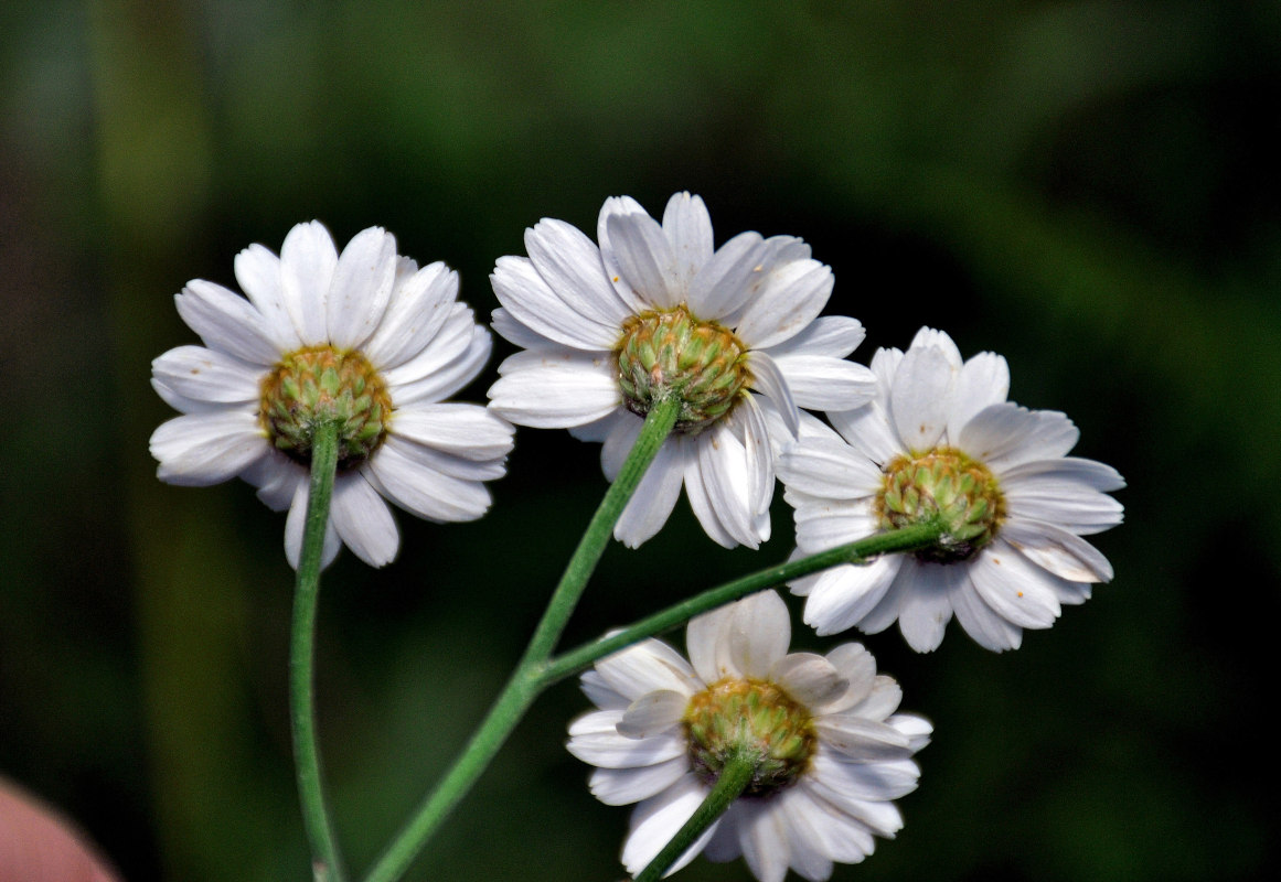 Image of Pyrethrum corymbosum specimen.