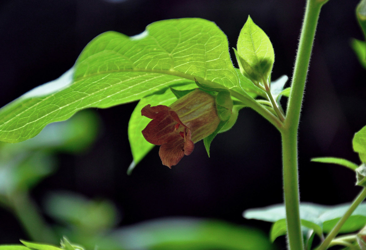 Image of Atropa bella-donna specimen.