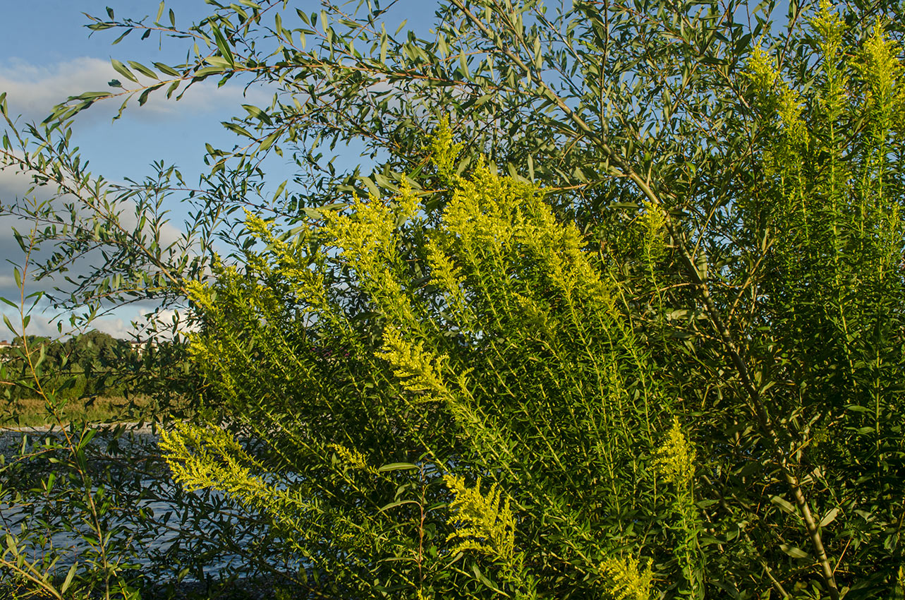 Изображение особи род Solidago.