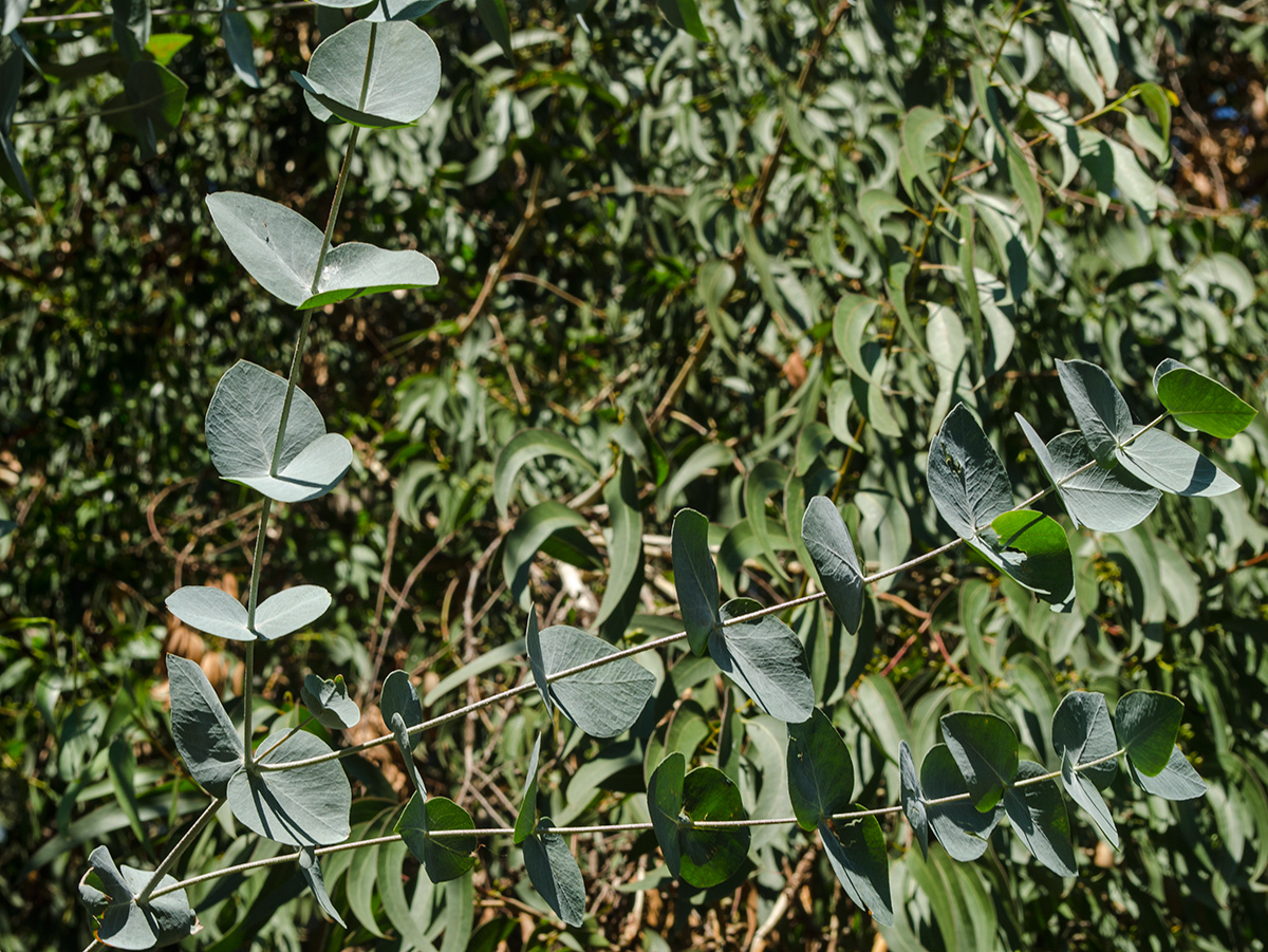 Изображение особи род Eucalyptus.