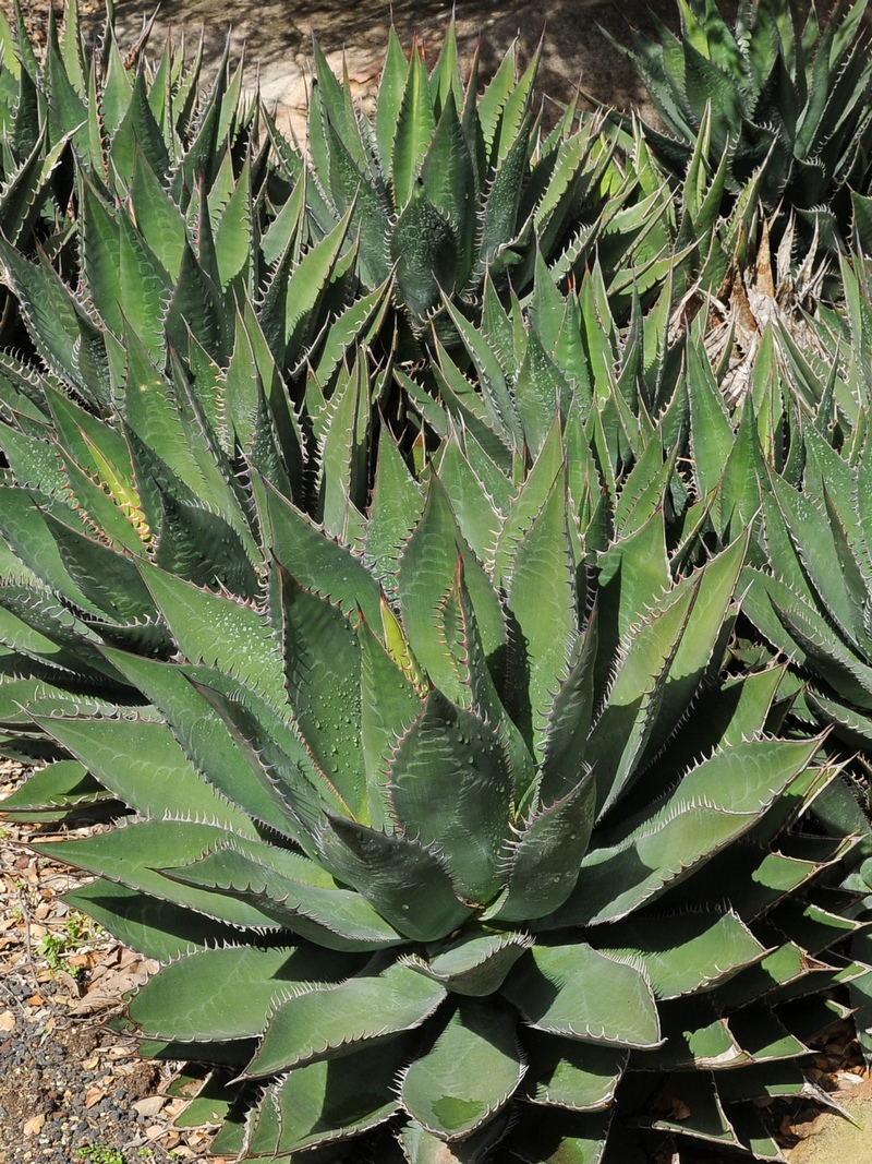 Изображение особи Agave shawii.