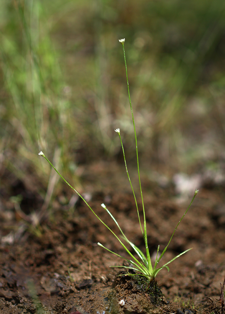 Изображение особи Eriocaulon decemflorum.