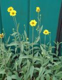 Helianthus rigidus