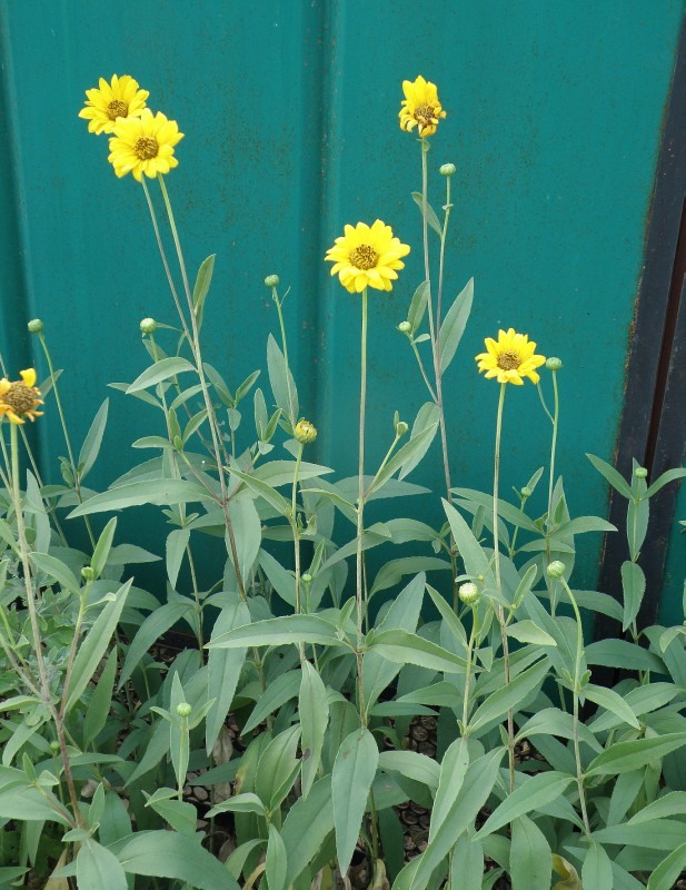 Изображение особи Helianthus rigidus.