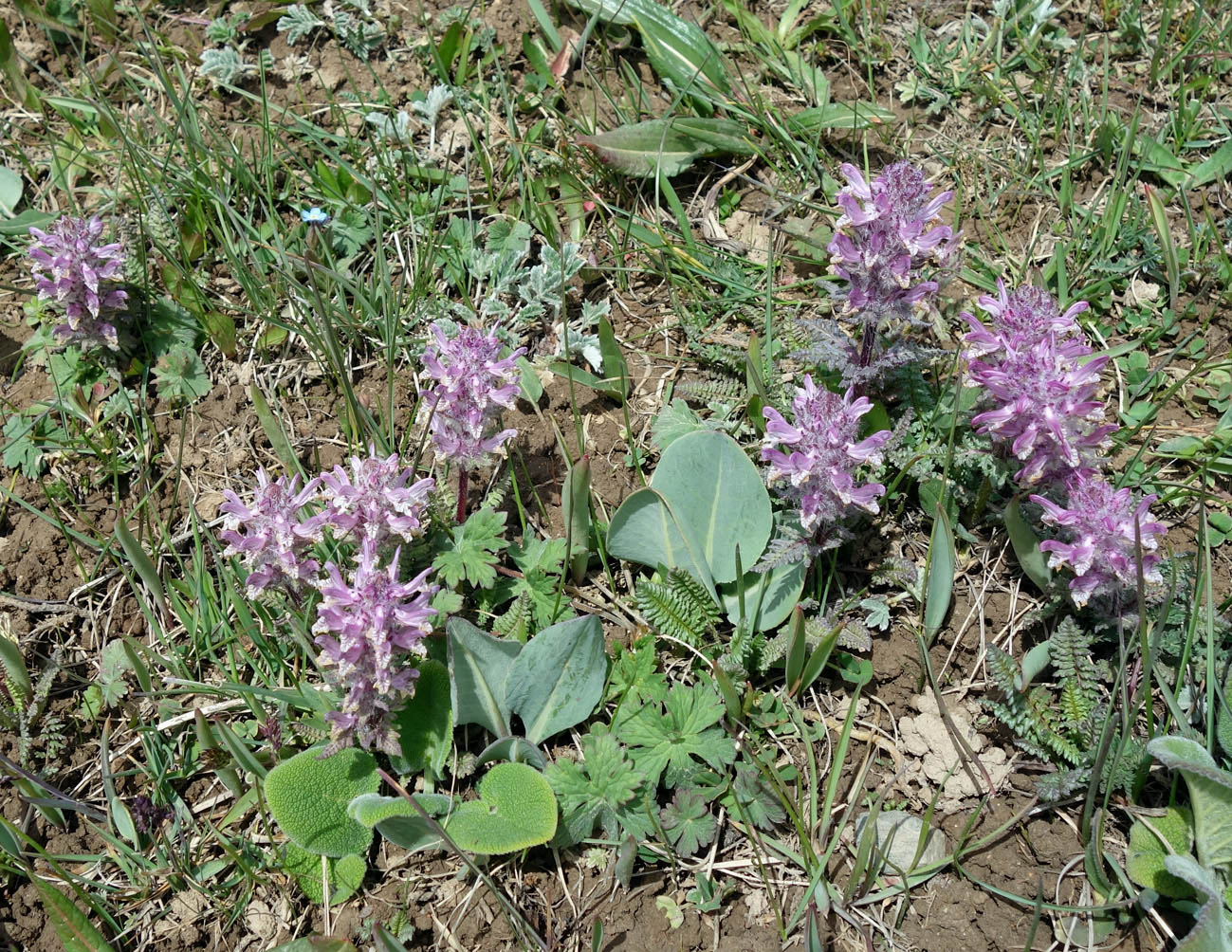 Изображение особи Pedicularis korolkowii.