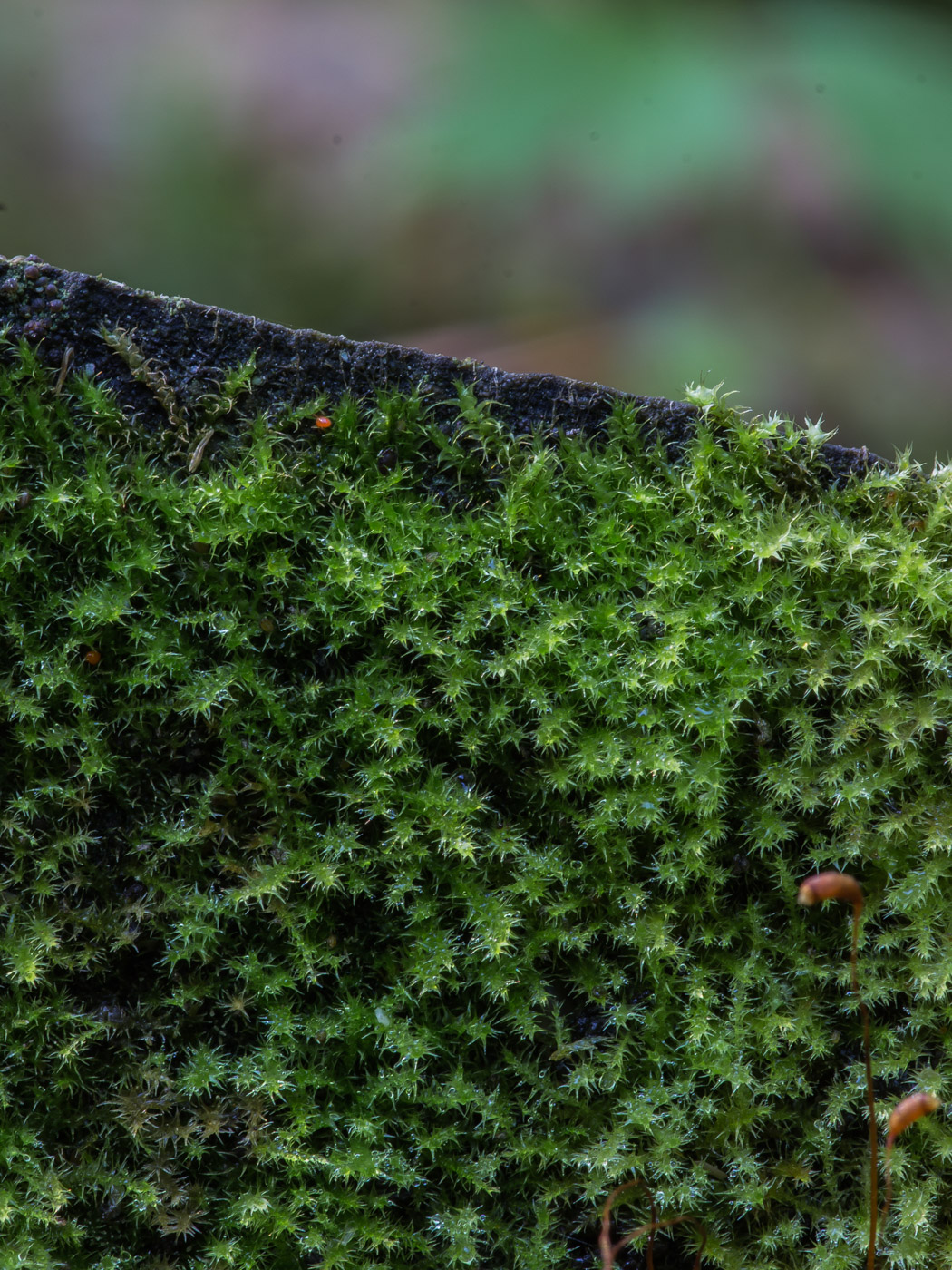 Image of Campylidium sommerfeltii specimen.