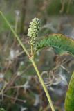 Persicaria scabra. Часть побега с соцветием. Беларусь, Витебская обл., дер. Сурмино, лужок близ песчаного берега озера. 18.08.2019.