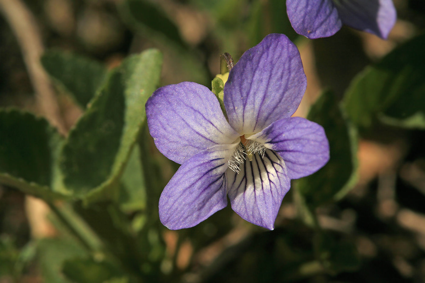 Image of Viola rupestris specimen.