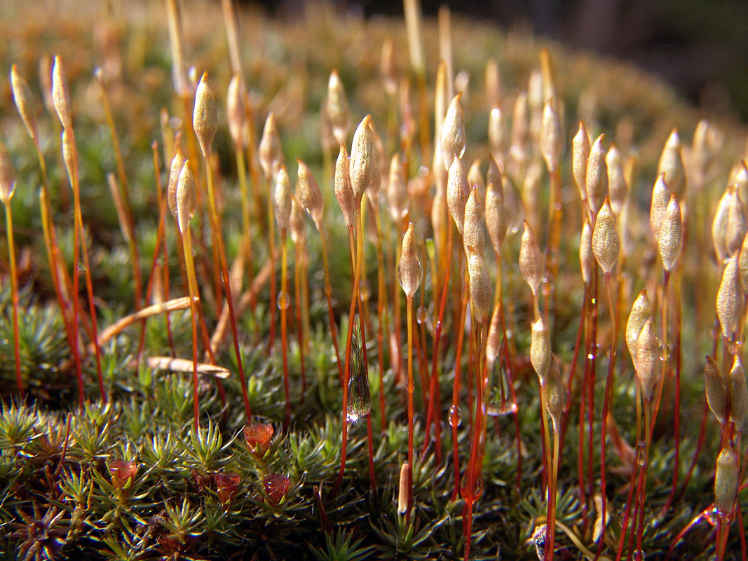 Image of Polytrichum piliferum specimen.