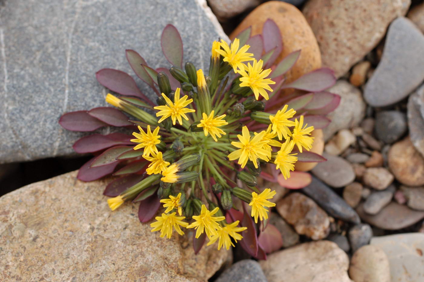 Image of Crepis nana specimen.