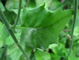 Hieracium murorum