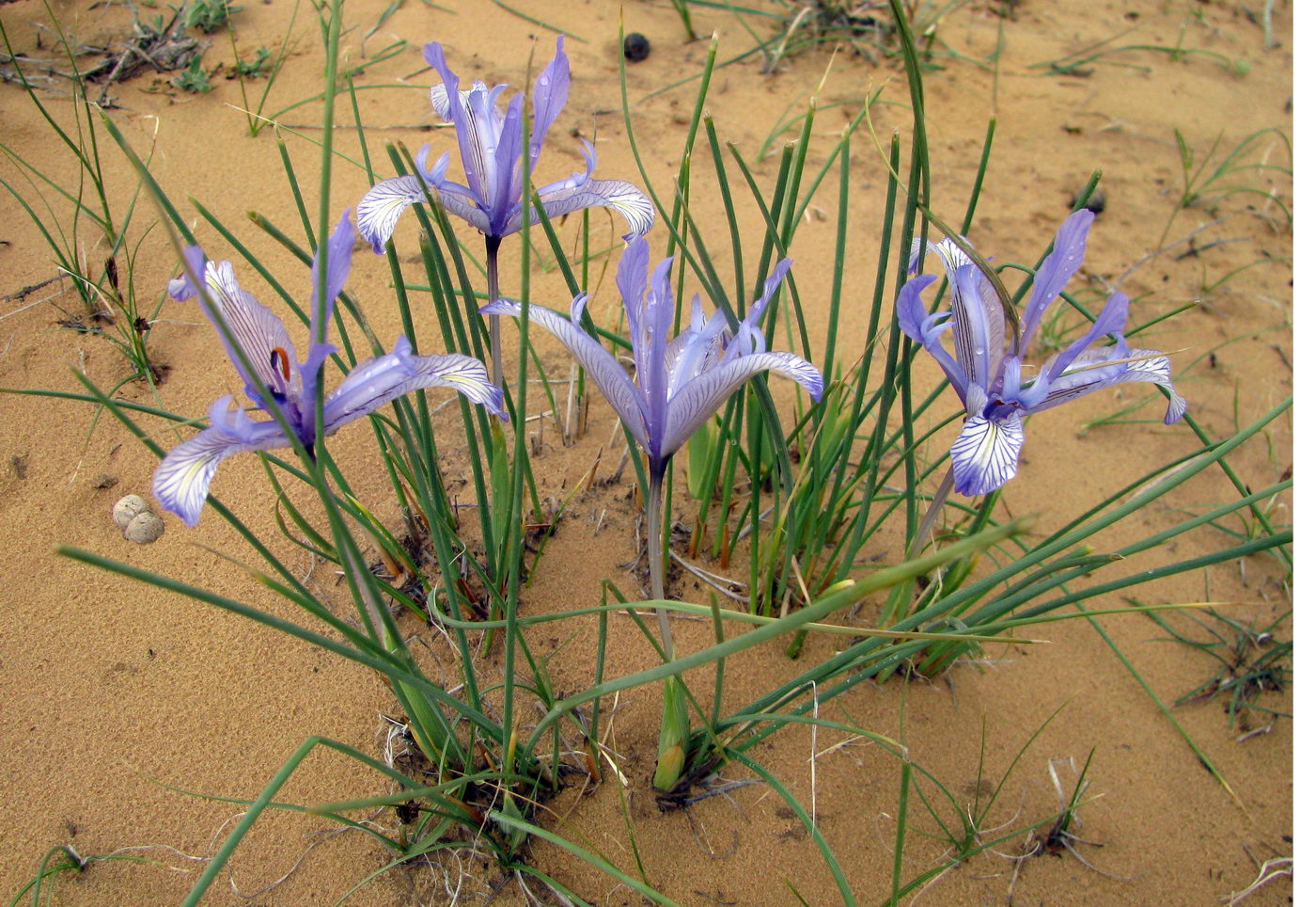 Изображение особи Iris tenuifolia.