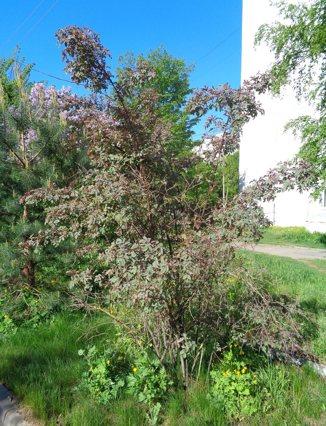 Image of Rosa glauca specimen.