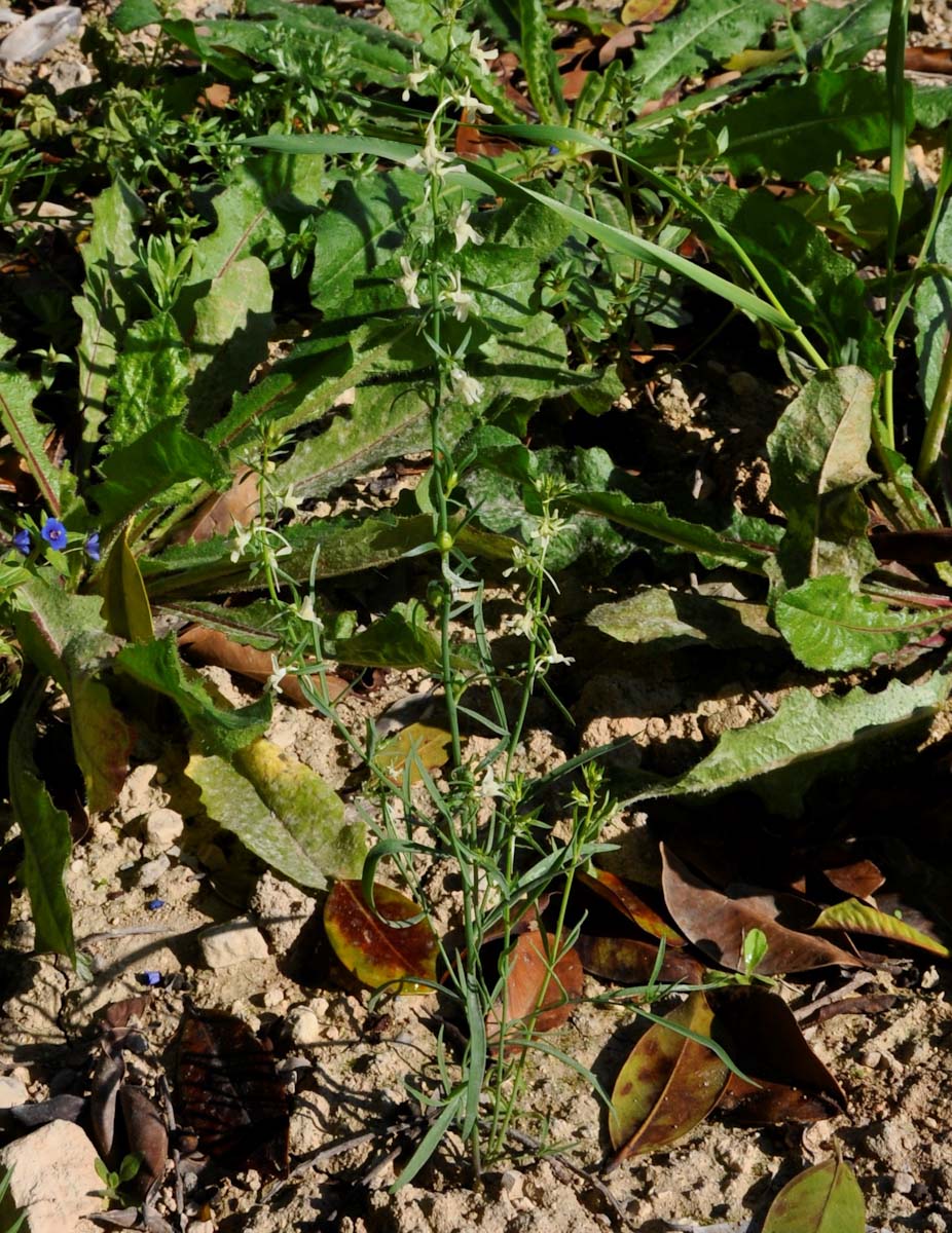 Изображение особи Linaria chalepensis.