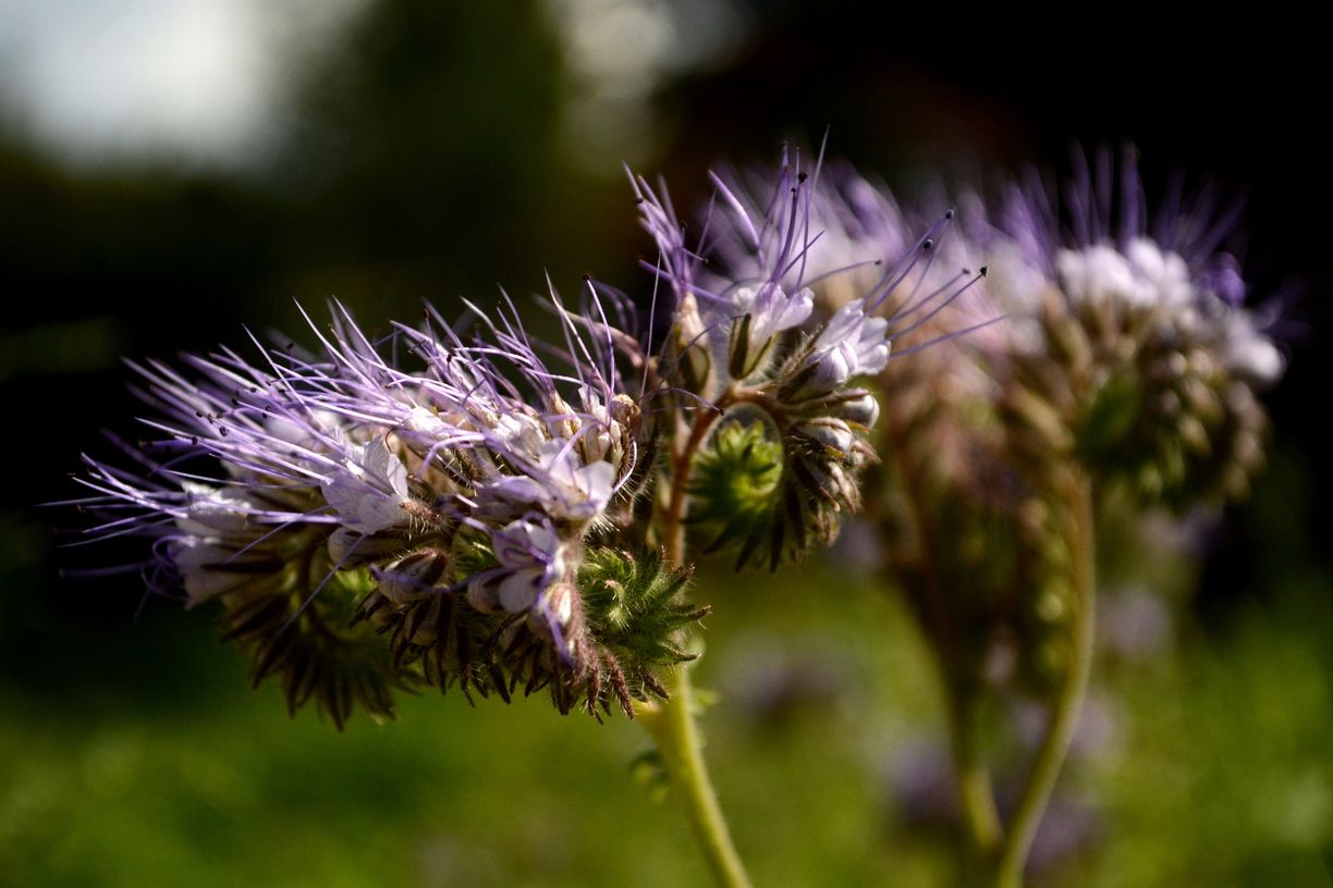 Image of Phacelia tanacetifolia specimen.