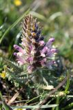 Pedicularis olgae