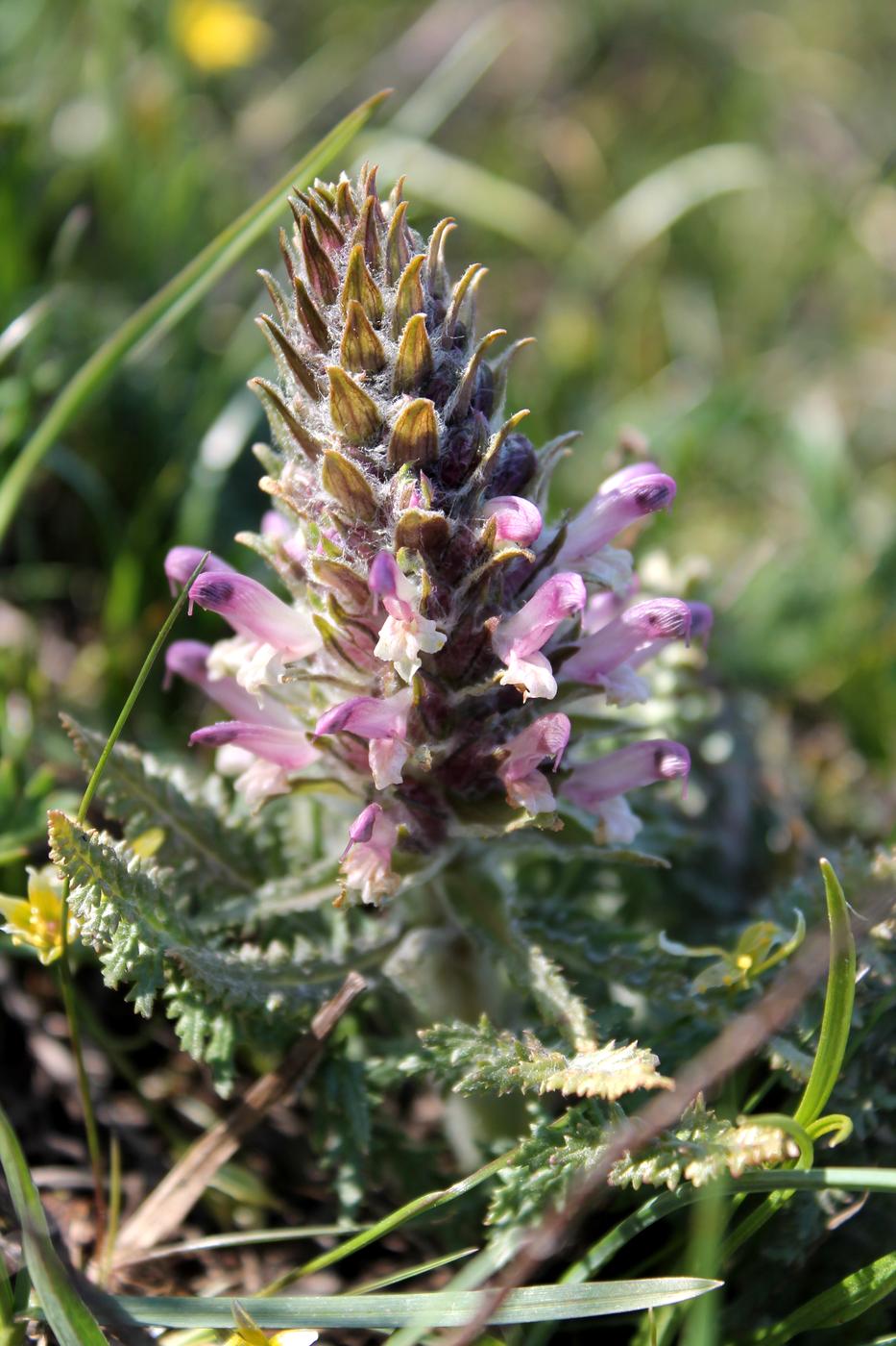 Image of Pedicularis olgae specimen.