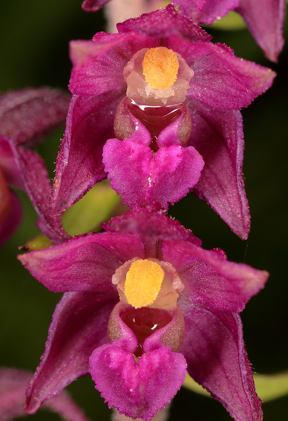 Image of Epipactis atrorubens specimen.