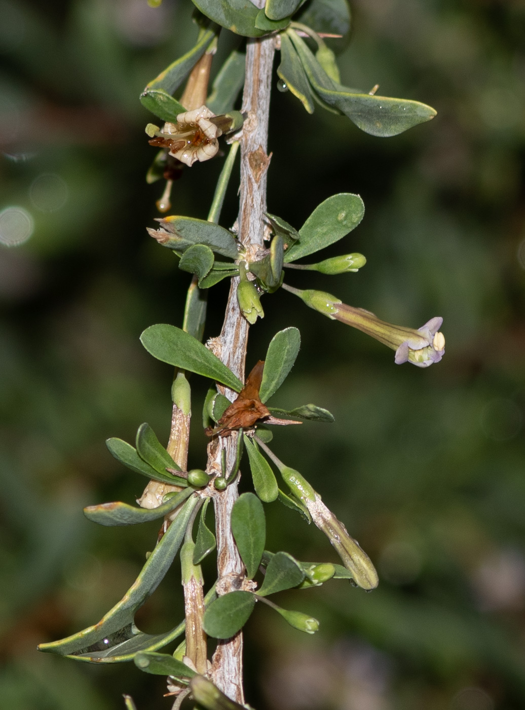 Изображение особи Lycium bosciifolium.